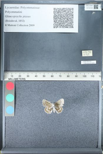Media type: image;   Entomology 154126